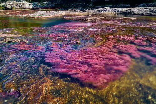 caño cristales 2 caño cristales el río de colores en Caño Cristales