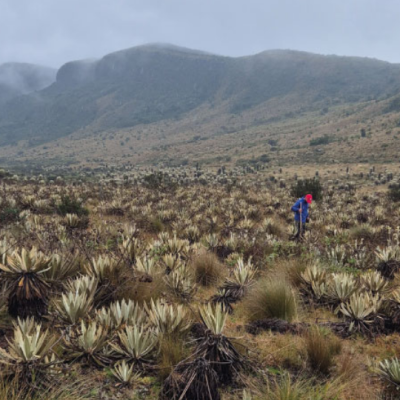 Tour Caminata por el Valle de los Frailejones